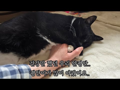 평안이가 많이 아팠어요. 최선을 다하고 있습니다. #고양이 #고양이집사 #턱시도냥복점 #실방 #고양이방송 #야옹 #cat #cats