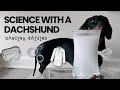 Mini Dachshund's Day at DuPawnt Science Lab: Dancing Raisins