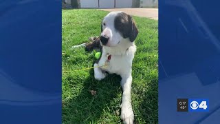 Pet adoptions spike to 'unprecedented' levels amid ongoing outbreak