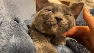 baby cat and purring by Cornbap 7,052 views 1 year ago 2 minutes, 11 seconds