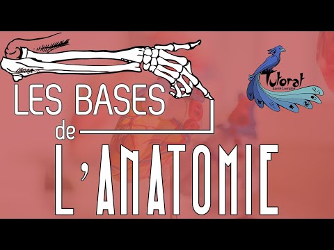 Vidéo: Que signifient les indices en anatomie ?