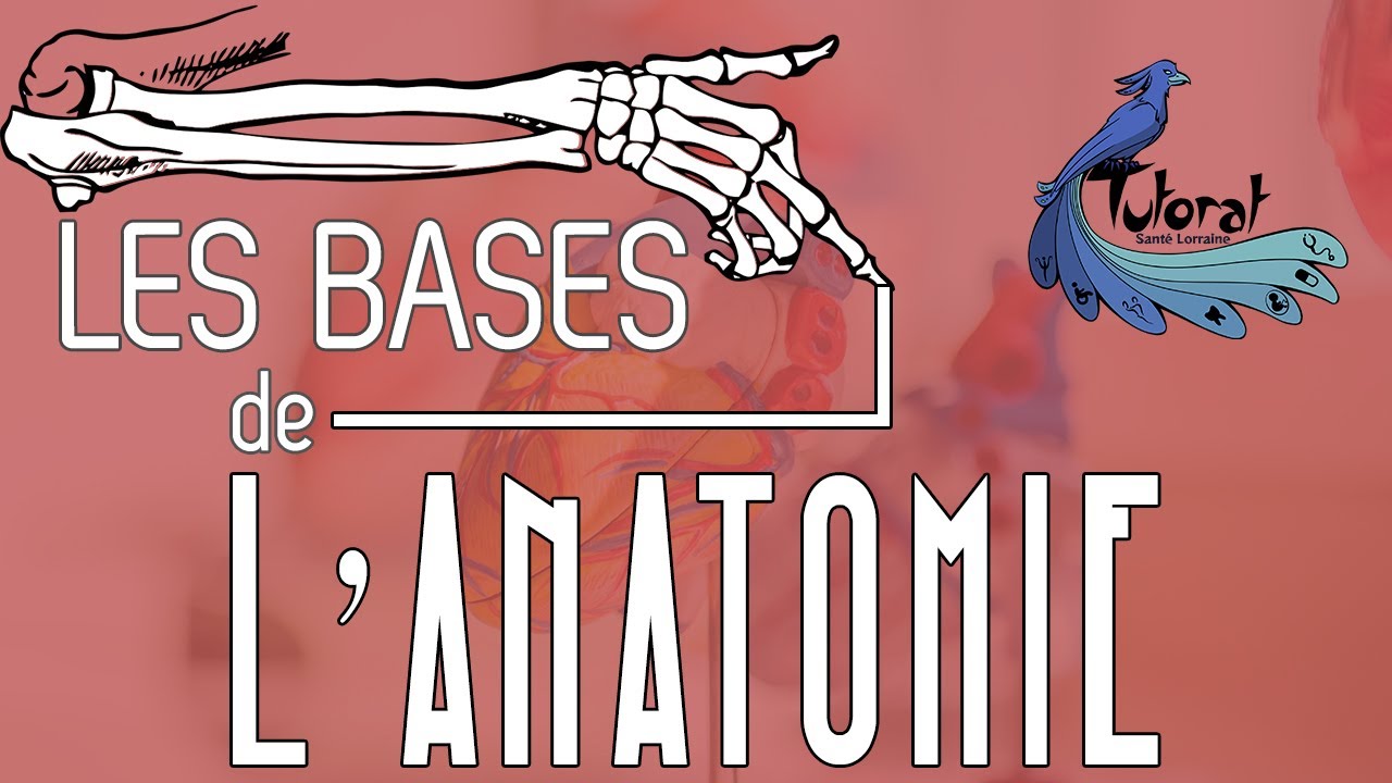 Les bases de l'anatomie (PASS)