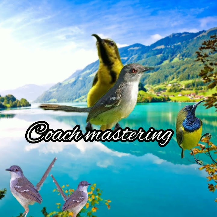 audio burung sogon ciblek