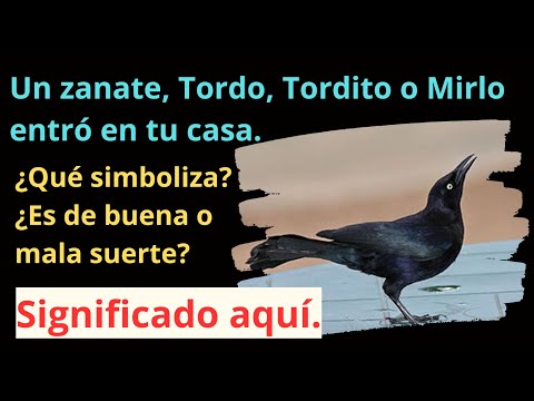 Video: ¿Son malos los tordos de cabeza marrón?