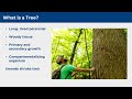 Tree and soil biology 101 tree stewards 1