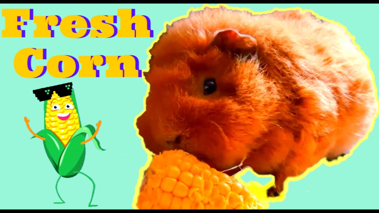 Guinea Pig Eating Fresh Corn YouTube