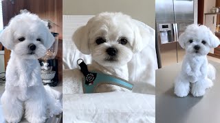 Watch this video before getting a Maltese puppy!