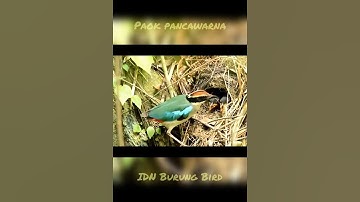Burung Paok Pancawarna Berhasil Kawin #shorts #idnburungbird