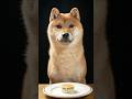 柴犬、初めて料理人の飯を食う。#shibainu