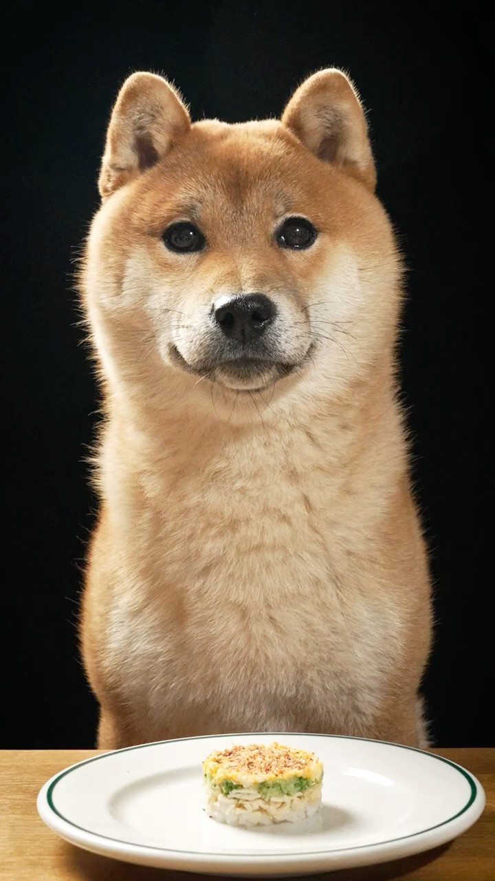 柴犬、初めて料理人の飯を食う。#shibainu - YouTube