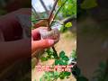 ভার্মি কম্পোস্ট গোলাপের ডালে বেঁধে 35 দিনে 🌹 চারা তৈরি #facts #rose #shorts