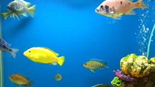Acei Yellow Tail Cichlids - Spawning