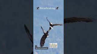 🎥Thx Mark Smith Photography Subscribe to FeathersandFurryFriends for more! #baldeagles #wildbirds 🎥Thx Mark Smith Photography Subscribe to FeathersandFurryFriends for more! #baldeagles #wildbirds