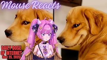 Mouse Reacts to Daily Dose of Internet: The Funniest Dog Videos Ever pt 2