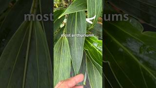 Adorable Wild Anthurium Species From River Banks | Anthurium antioquiense -  YouTube