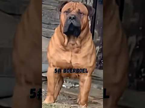 5 Bravest Dogs