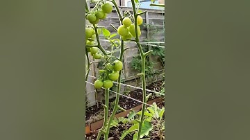 #tunnel farm #tomatoes tunnel farm #tomato farming