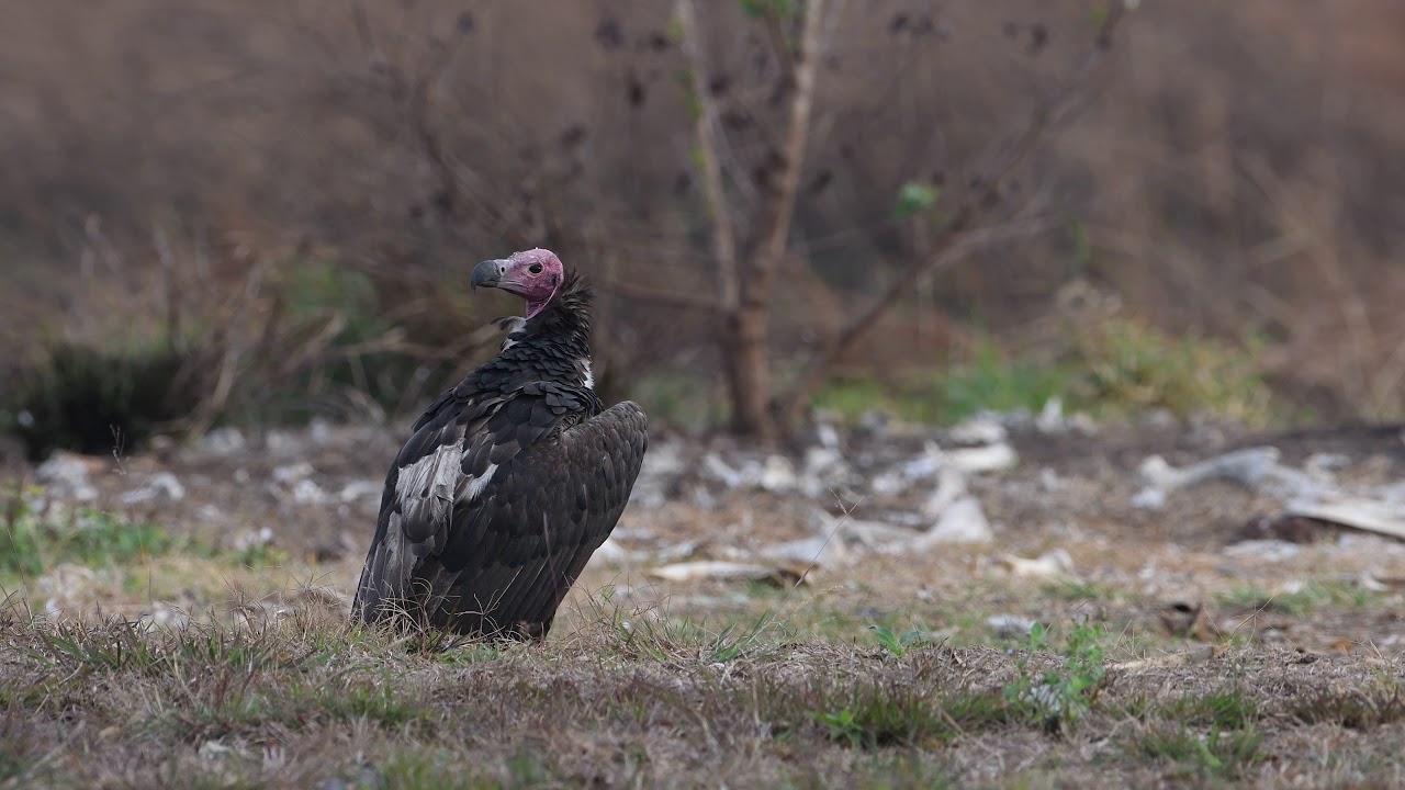 red-headed Vulture 