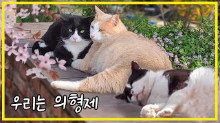 Male cats form sworn brothers to defend against new enemies by 배은망덕고양이들 70,029 views 8 days ago 19 minutes