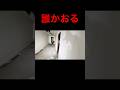 廃墟に誰かおる #恐怖 #心霊