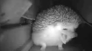 hedgehog sneezes and explodes meme