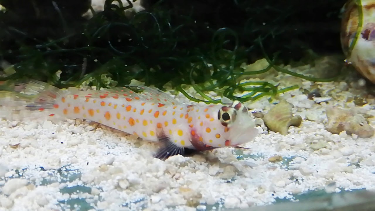 Amblyeleotris guttata - Partner Grundel