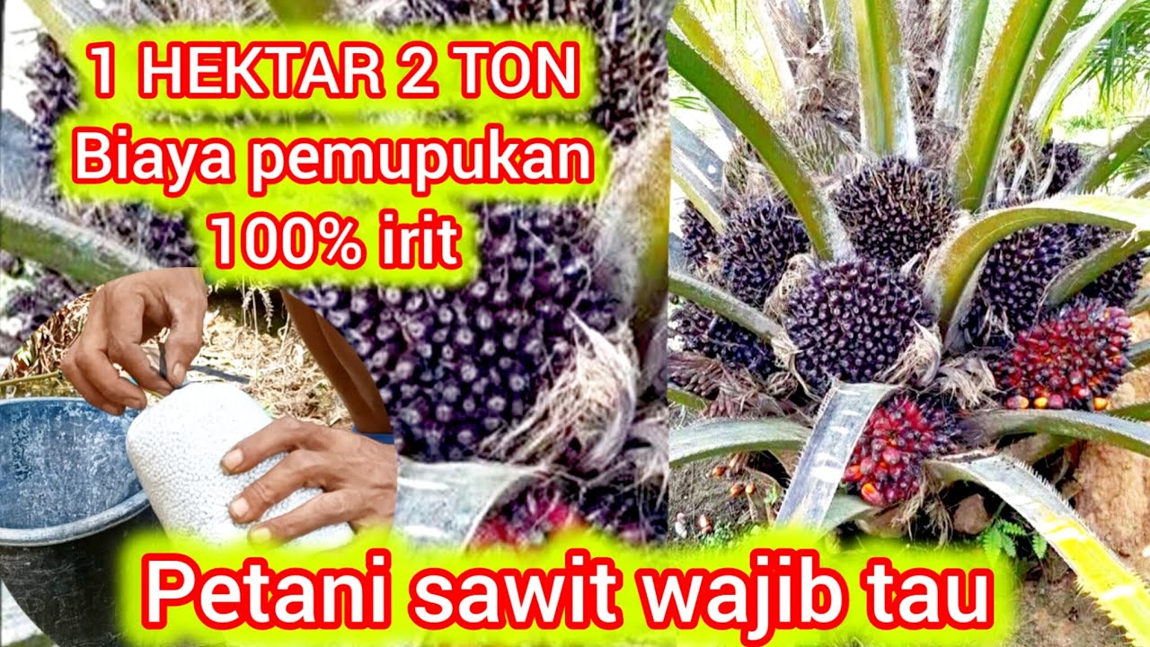 Petani sawit harus tau cara untuk melebatkan buah kelapa sawit agar hemat biaya pemupukan 