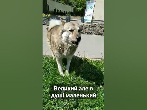 Білий пес #песик #dog #злий пес - YouTube