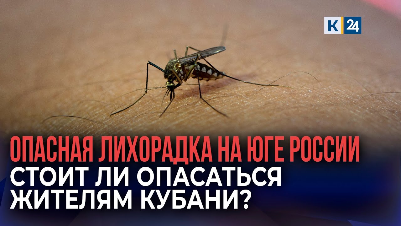 Лихорадка Западного Нила: как защититься от комаров и есть ли угроза заражения на Кубани?