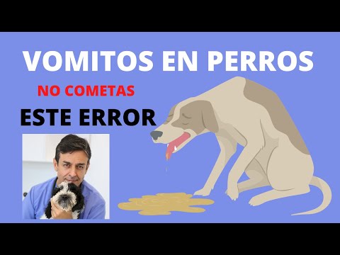 Video: Todo sobre el vómito del perro: ¿Por qué mi perro vomita?