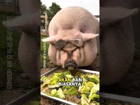 Anak Kambing Makan Apa Daging