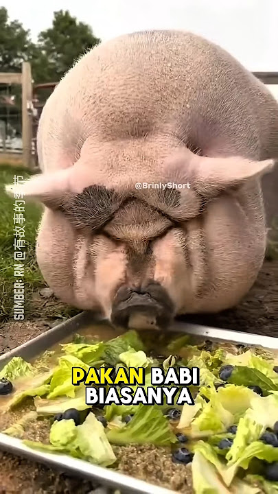 This is the reason why pork has more fat than other four-legged animals #shorts #shortsviral