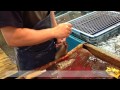 Ike-Jime, The Fish Killing Man at Tsukiji Market