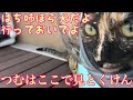 お散歩を楽しむ猫がかわいい〜病院も行ってきたよ！〜