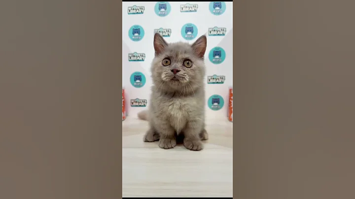 Video 10982151: munchkin british shorthair kittens, british shorthair female kitten, pets