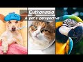 Euthanasia  a pets perspective