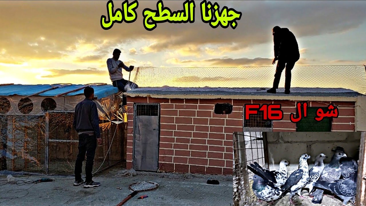 صيد اليوم وجبنا 11 طير كشامره بلاجكه وركبنا العب وكشينا الزاجل التحدي 🫡