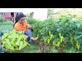 It is called banana pepper, Have you ever cooked it before? - Cooking with Sreypov