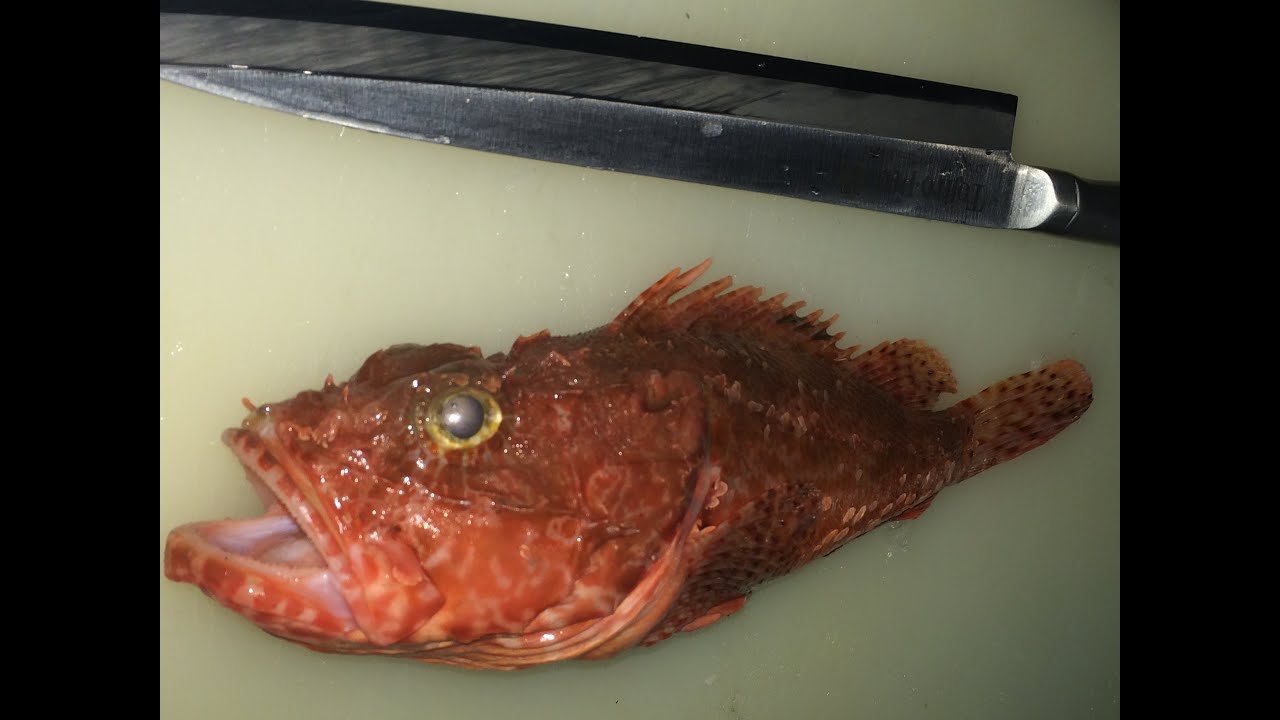 オニカサゴとは 釣り方と気になる毒性や味 美味しい食べ方をご紹介 暮らし の