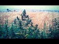 This is how cannabis grows