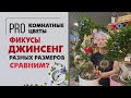 Фикусы Джинсенг - сравниваем разные размеры | Фикус в форме бонсая