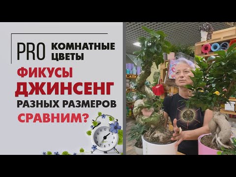 Фикусы Джинсенг - Сравниваем Разные Размеры | Фикус В Форме Бонсая