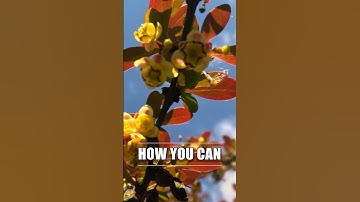 GoPro Hacks: Cheap MACRO Lense