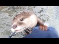 Aty wanted play with me so badly that he became a jealous otter. [Otter life Day 574]