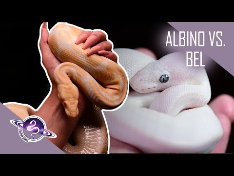 Albino Vs. BEL Ball Pythons!