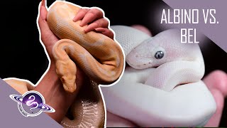 Albino Vs. BEL Ball Pythons!