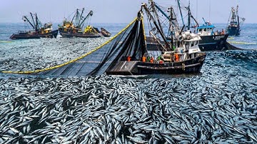 Amazing Net Fishing Skill, Too Many Fish - Seine nets catch hundreds of tons of anchovies on Boat