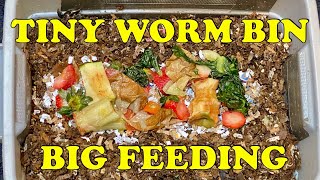 Testing Red Wigglers Limits 14 Days Into New DIY Worm Bin | Vermicomposting Worm Farm