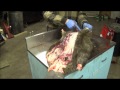 Professional Fur Handling, Beaver  Part 1 Skinning