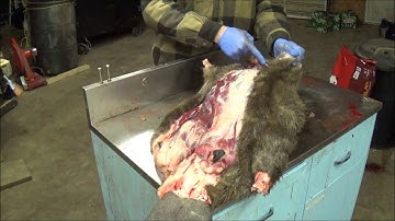Professional Fur Handling, Beaver  Part 1 Skinning